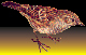 [sparrow]
