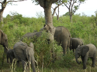 In the wild / die vrye natuur, Kruger Park