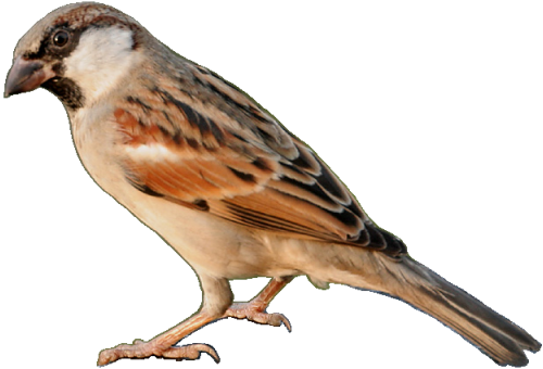 House sparrow